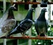 Smelfri Bird voor postduiven ed